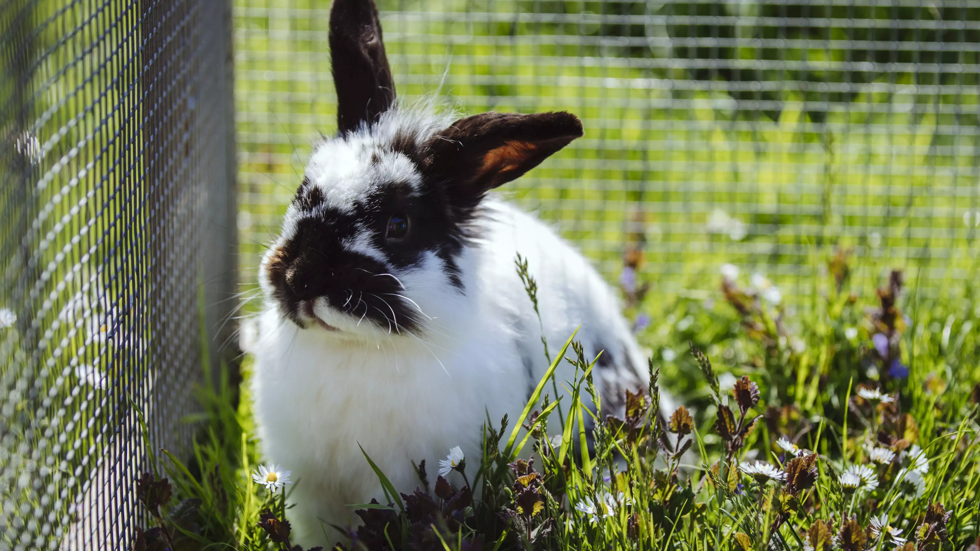 Rabbit Bunny store Overall